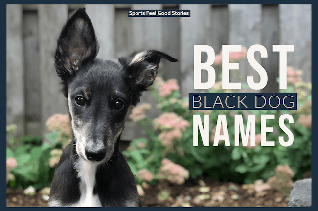 Best Black Dog Names For Man's Best Friend