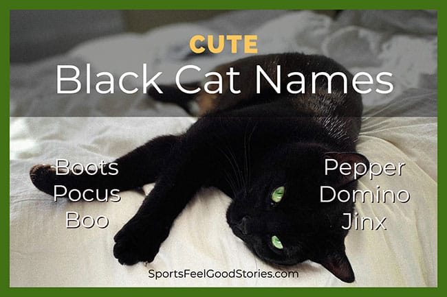 cute black cat names
