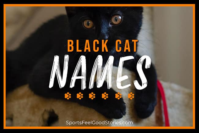 black cat names.