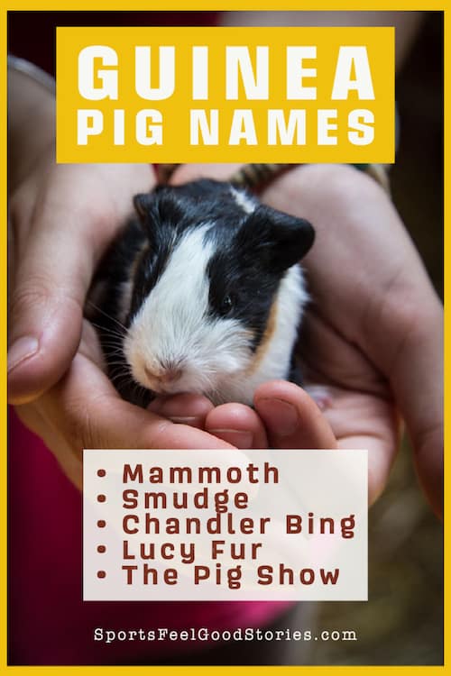 Cute guinea pig names.