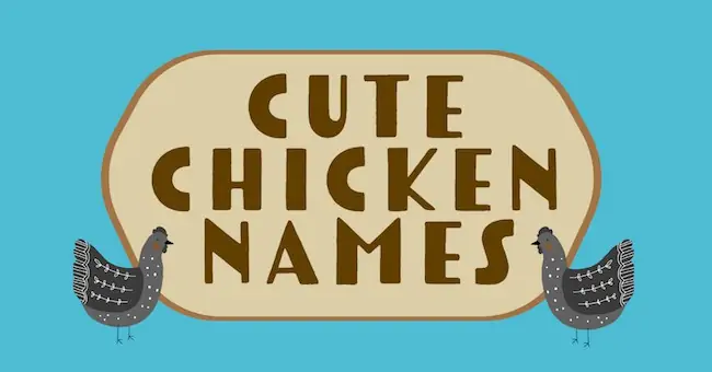 Cute chicken monikers
