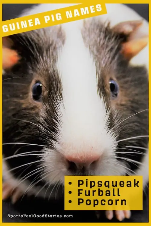 Super cute guinea pig names.